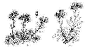 Attēlu rezultāti vaicājumam “Antennaria dioica leaf”