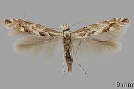 Attēlu rezultāti vaicājumam “Phyllonorycter apparella”