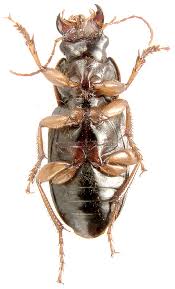 Attēlu rezultāti vaicājumam “Pseudoophonus rufipes”