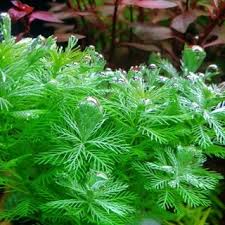 「綠羽毛」的圖片搜尋結果