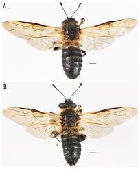 Attēlu rezultāti vaicājumam “Cimbex luteus”