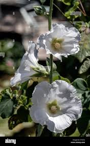 Attēlu rezultāti vaicājumam “Malva moschata alba flower”