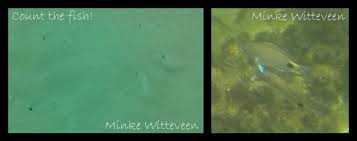 Image result for Diplodus capensis