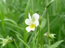 Attēlu rezultāti vaicājumam “Viola arvensis flower”