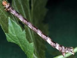 Attēlu rezultāti vaicājumam “Eulithis pyropata”