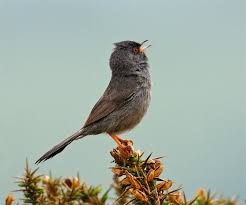 Image result for Sylvia sarda