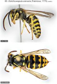 Attēlu rezultāti vaicājumam “Hoplia parvula imago”