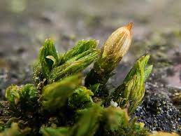 Attēlu rezultāti vaicājumam “Orthotrichum patens sporophyte”