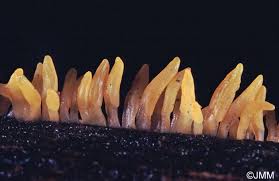 Attēlu rezultāti vaicājumam “Calocera glossoides”