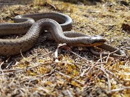 Attēlu rezultāti vaicājumam “Coronella austriaca adult”