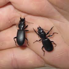 Attēlu rezultāti vaicājumam “Broscus cephalotes”