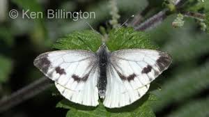 Attēlu rezultāti vaicājumam “Pieris napi underside”