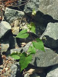 Attēlu rezultāti vaicājumam “Fallopia convolvulus fruit”