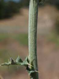 Attēlu rezultāti vaicājumam “Cirsium x rigens”