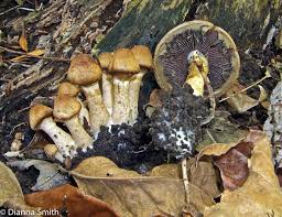 Attēlu rezultāti vaicājumam “Psathyrella lacrymabunda”