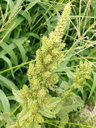 Attēlu rezultāti vaicājumam “Amaranthus retroflexus flower”