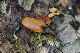 Attēlu rezultāti vaicājumam “Anostirus castaneus”