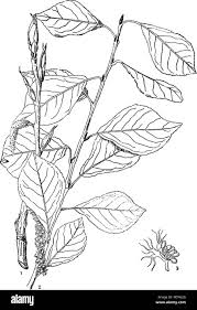 Attēlu rezultāti vaicājumam “Populus simonii leaf”