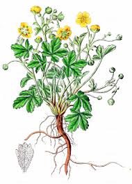 Attēlu rezultāti vaicājumam “Potentilla arenaria bud”