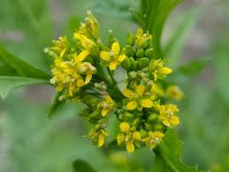 Attēlu rezultāti vaicājumam “Rorippa palustris flower”