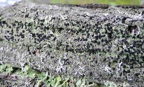 Attēlu rezultāti vaicājumam “Hertelidea botryosa”