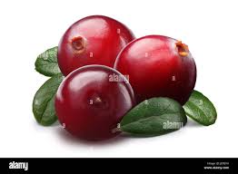 Attēlu rezultāti vaicājumam “Oxycoccus leaf”