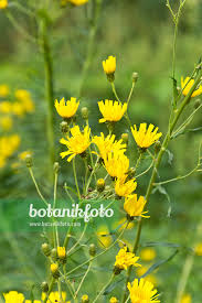 Attēlu rezultāti vaicājumam “Hieracium umbellatum”