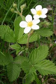 Attēlu rezultāti vaicājumam “Fragaria moschata leaf”
