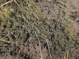 Attēlu rezultāti vaicājumam “Chara contraria”