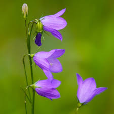 Attēlu rezultāti vaicājumam “Campanula rotundifolia”