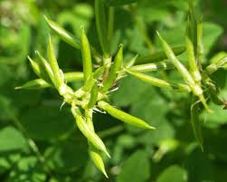 Attēlu rezultāti vaicājumam “Astragalus glycyphyllos fruit”