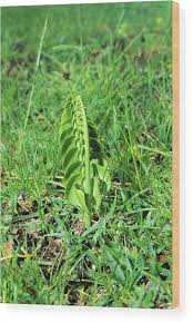 Attēlu rezultāti vaicājumam “Botrychium lunaria”