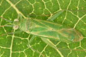 Attēlu rezultāti vaicājumam “Blepharidopterus angulatus imago”