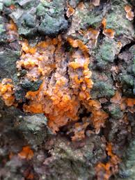 Attēlu rezultāti vaicājumam “Phlebia serialis”