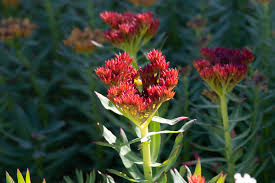 Attēlu rezultāti vaicājumam “Rhodiola rosea”
