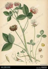 Attēlu rezultāti vaicājumam “Trifolium hybridum flower”