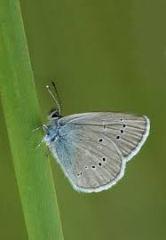 Attēlu rezultāti vaicājumam “Cyaniris semiargus male”