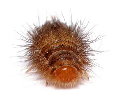 Attēlu rezultāti vaicājumam “Anthrenus sp. larva”