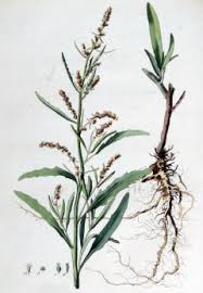 Attēlu rezultāti vaicājumam “Atriplex littoralis leaf”