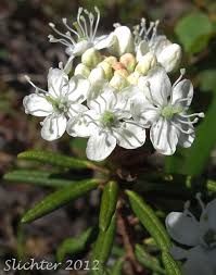 Attēlu rezultāti vaicājumam “Ledum palustre leaf”