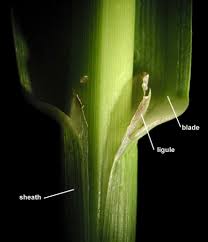 Attēlu rezultāti vaicājumam “Glyceria maxima leaf”