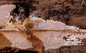 Attēlu rezultāti vaicājumam “Junghuhnia collabens”