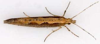 Attēlu rezultāti vaicājumam “Plutella xylostella”