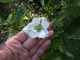 Attēlu rezultāti vaicājumam “Rubus illecebrosus fruit”