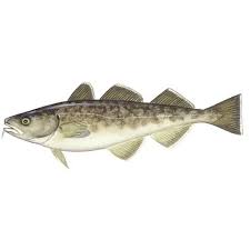 Image result for Gadus macrocephalus