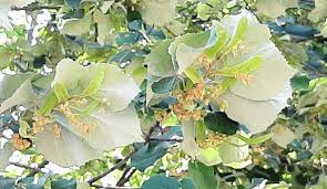Attēlu rezultāti vaicājumam “Tilia tomentosa leaf”