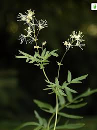 Attēlu rezultāti vaicājumam “Thalictrum lucidum flower”
