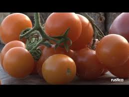 Afbeeldingsresultaat voor oranje van goeienbier tomato