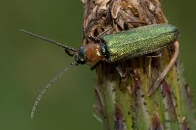 Attēlu rezultāti vaicājumam “Anogcodes melanurus”