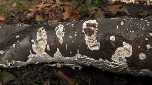 Attēlu rezultāti vaicājumam “Postia undosa”